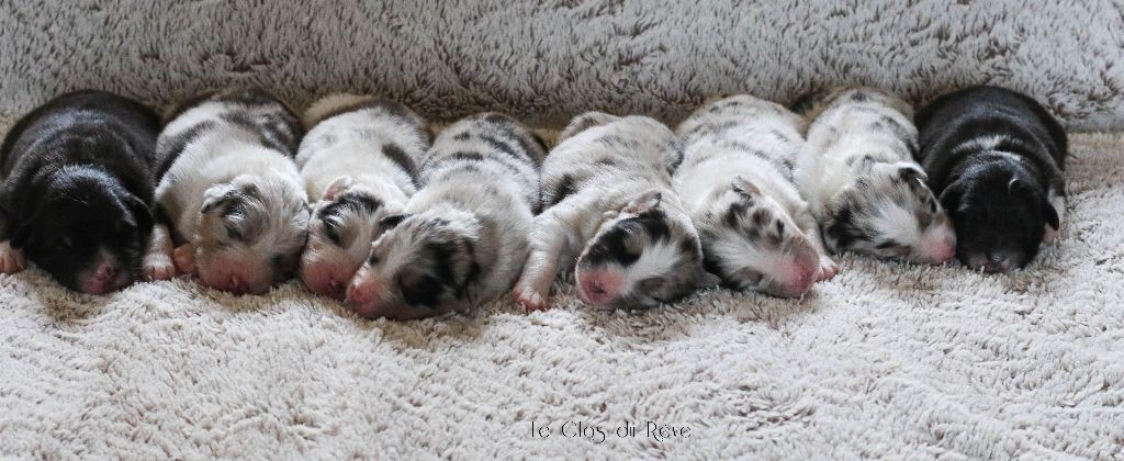 chiot Berger Australien Du Clos Du Rêve D'une Vie