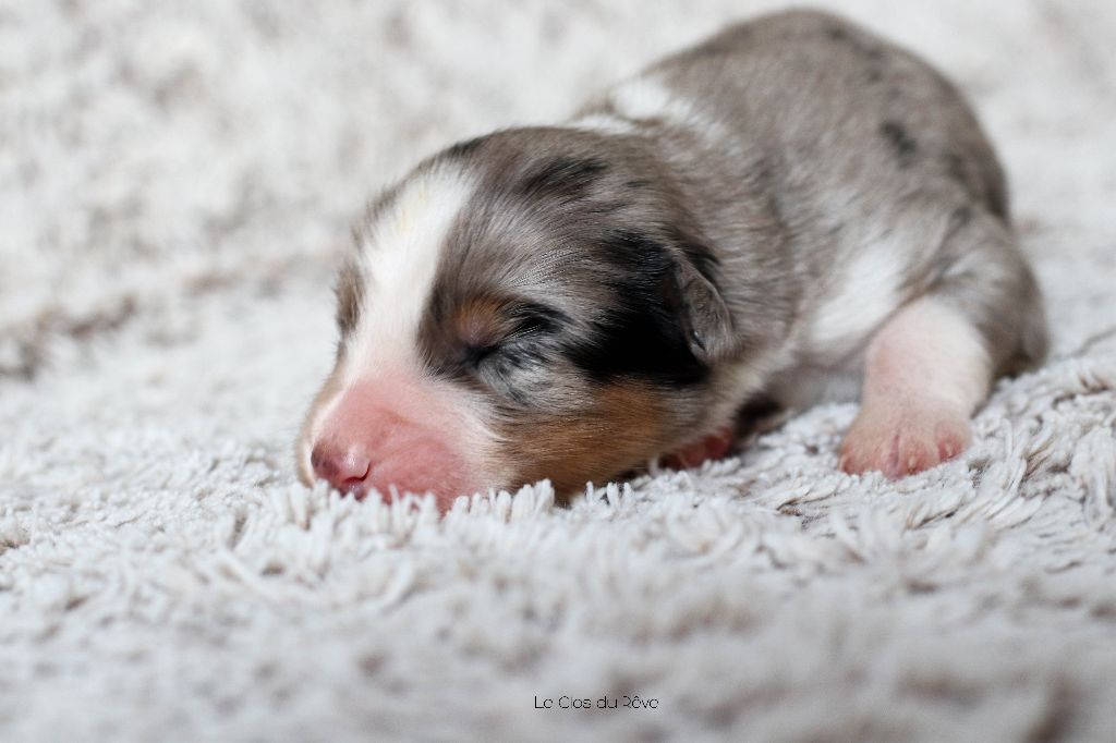 Du Clos Du Rêve D'une Vie - Chiot disponible  - Berger Australien