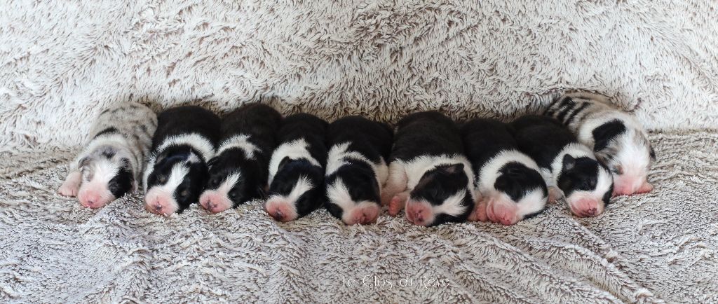 chiot Berger Australien Du Clos Du Rêve D'une Vie