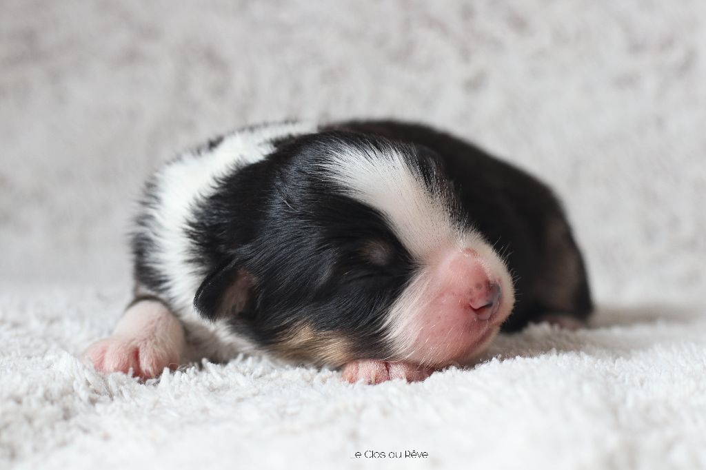 Du Clos Du Rêve D'une Vie - Chiot disponible  - Berger Australien