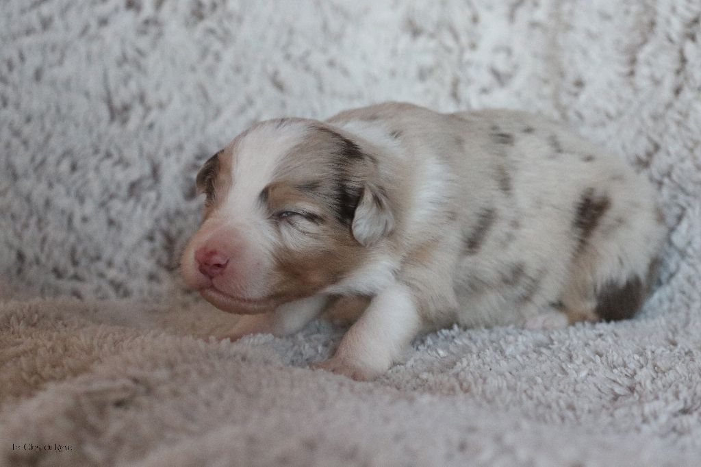 Du Clos Du Rêve D'une Vie - Chiot disponible  - Berger Australien