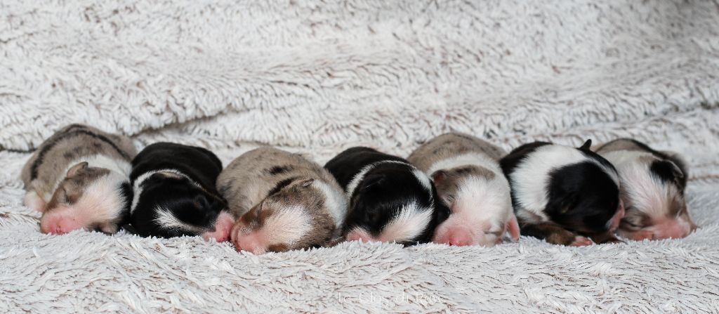 chiot Berger Australien Du Clos Du Rêve D'une Vie