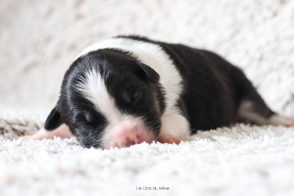 Du Clos Du Rêve D'une Vie - Chiot disponible  - Berger Australien