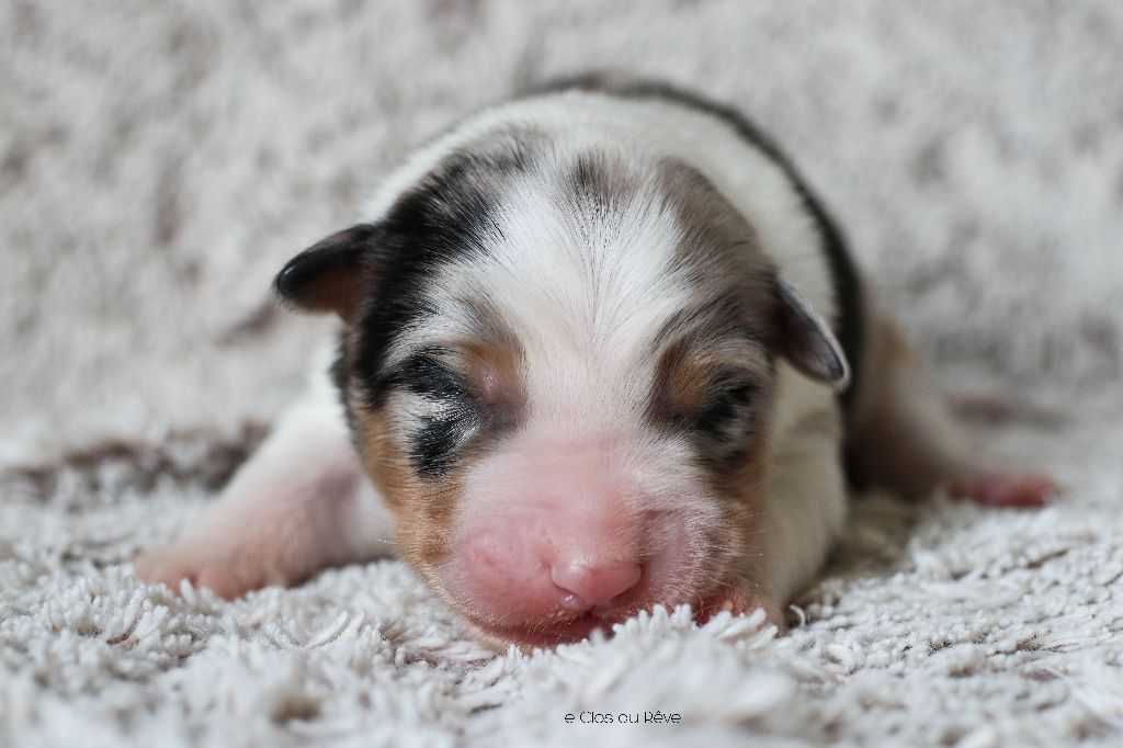 Du Clos Du Rêve D'une Vie - Chiot disponible  - Berger Australien