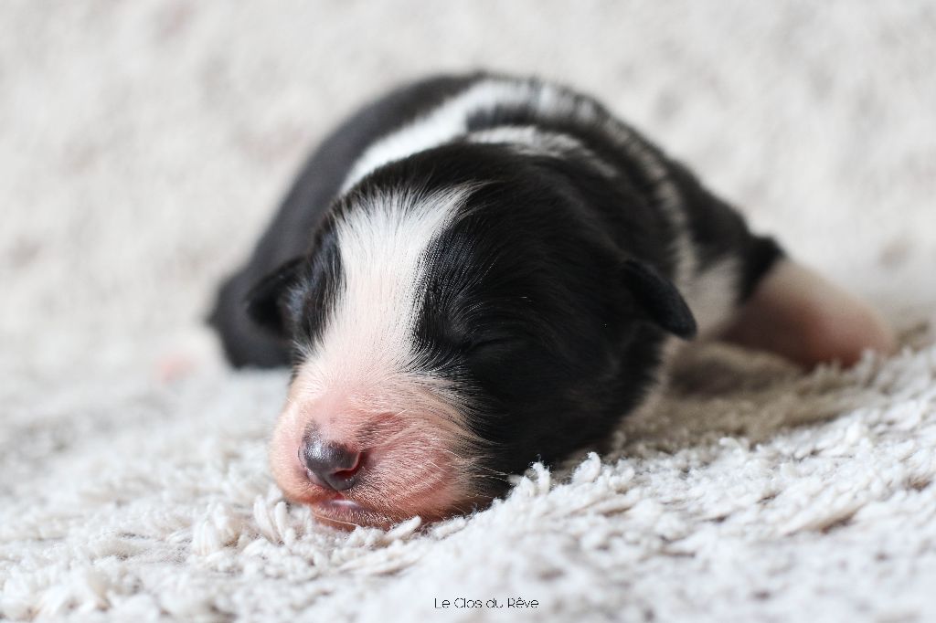 Du Clos Du Rêve D'une Vie - Chiot disponible  - Berger Australien