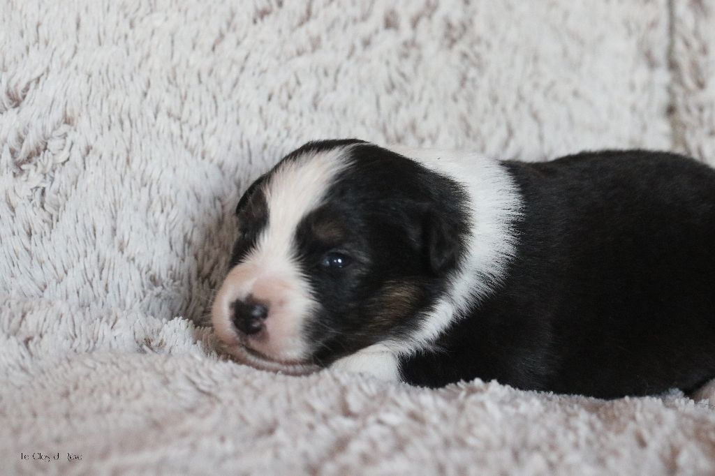 Du Clos Du Rêve D'une Vie - Chiot disponible  - Berger Australien