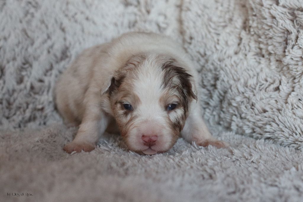 Du Clos Du Rêve D'une Vie - Chiot disponible  - Berger Australien