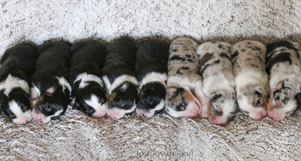 chiot Berger Australien Du Clos Du Rêve D'une Vie