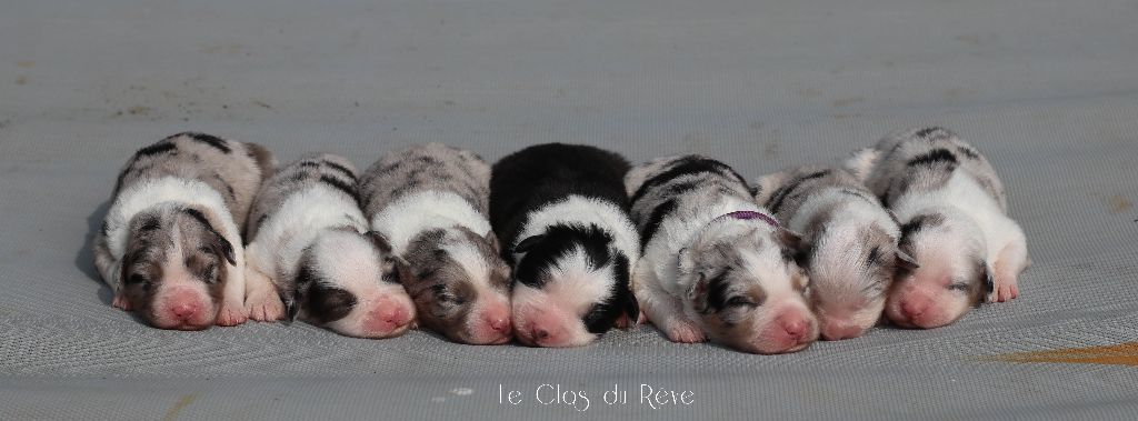 chiot Berger Australien Du Clos Du Rêve D'une Vie