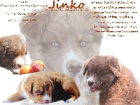 Jinko