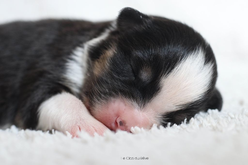 Du Clos Du Rêve D'une Vie - Chiot disponible  - Berger Australien