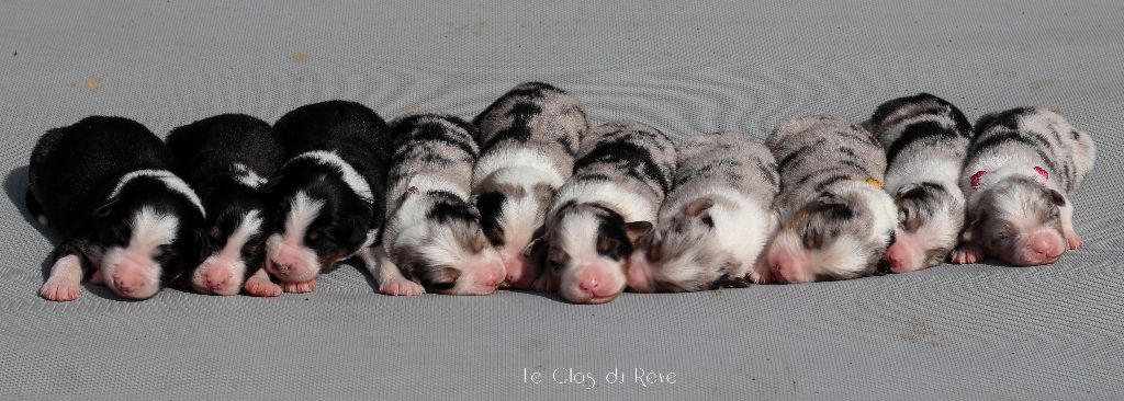 chiot Berger Australien Du Clos Du Rêve D'une Vie