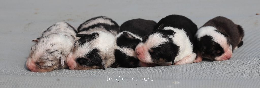 chiot Berger Australien Du Clos Du Rêve D'une Vie