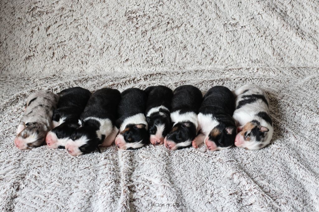 chiot Berger Australien Du Clos Du Rêve D'une Vie