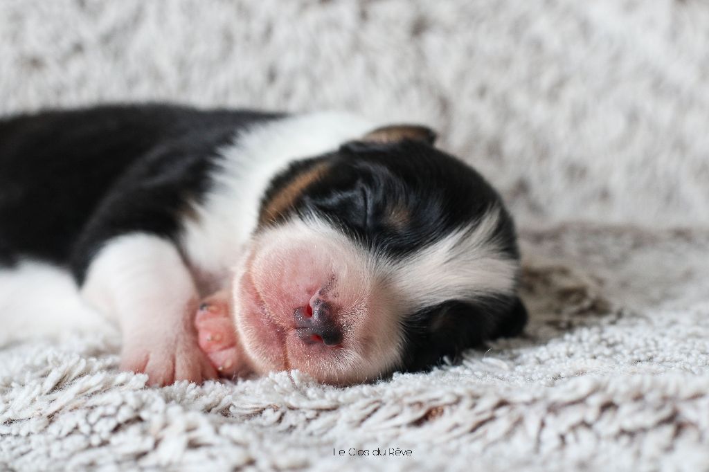 Du Clos Du Rêve D'une Vie - Chiot disponible  - Berger Australien