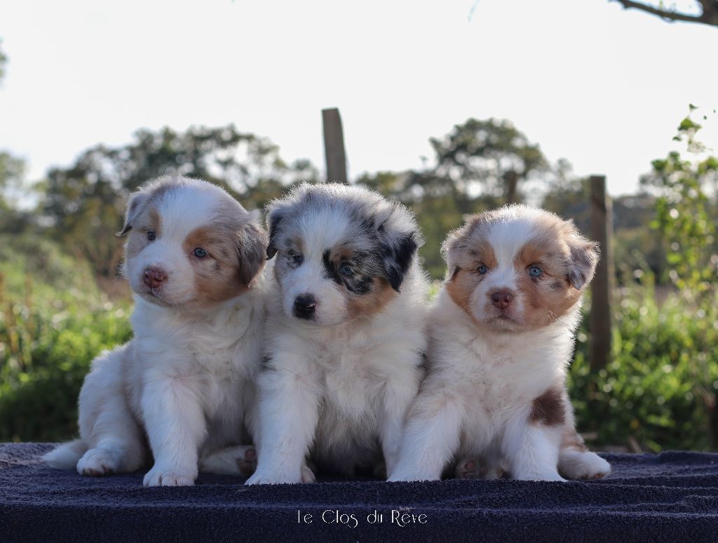 chiot Berger Australien Du Clos Du Rêve D'une Vie