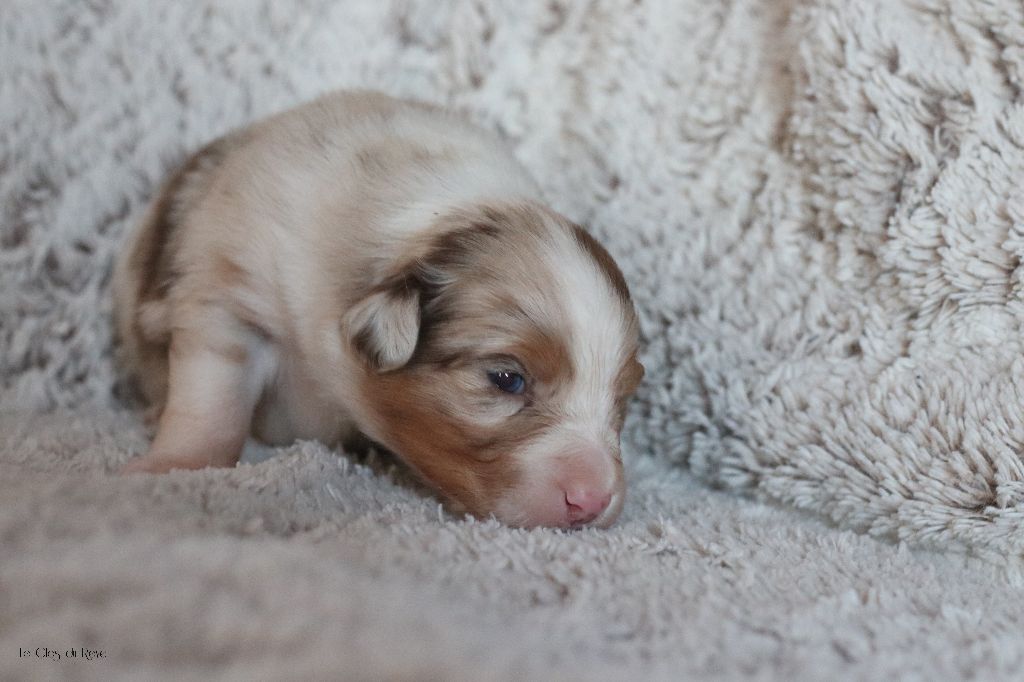 Du Clos Du Rêve D'une Vie - Chiot disponible  - Berger Australien