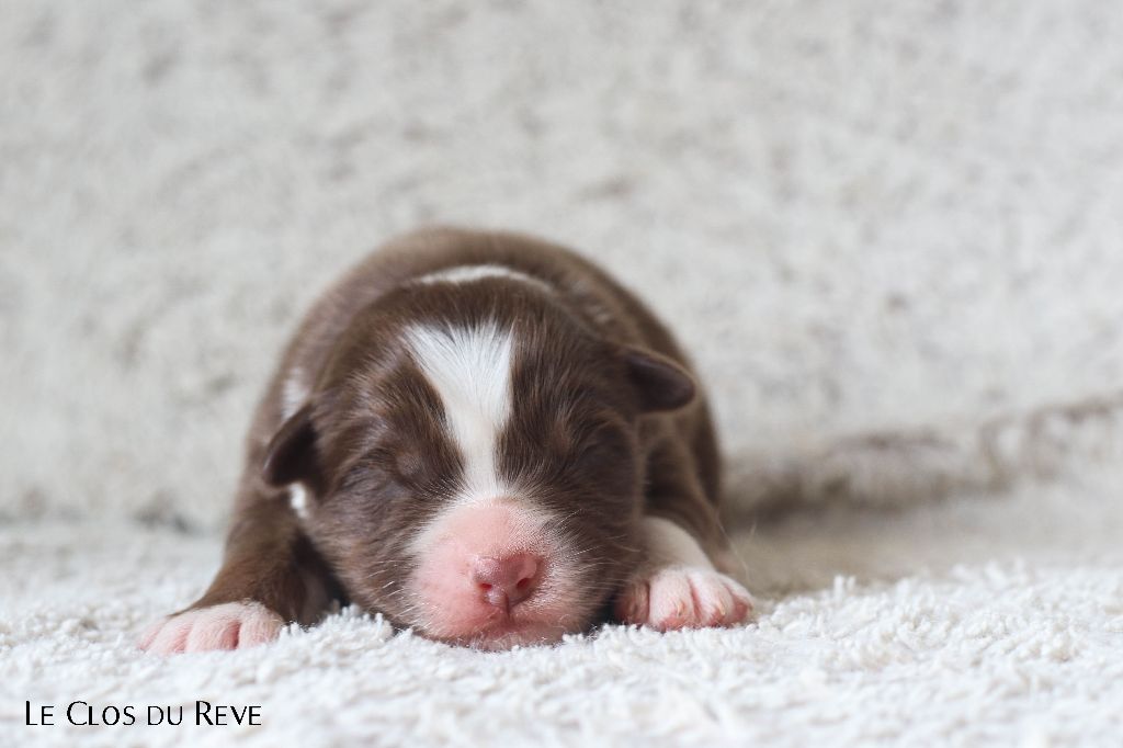 Du Clos Du Rêve D'une Vie - Chiots disponibles - Berger Australien