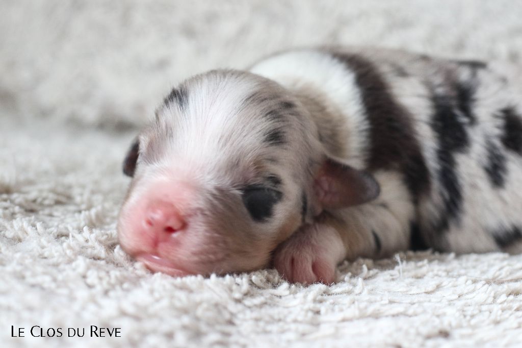 Du Clos Du Rêve D'une Vie - Chiots disponibles - Berger Australien
