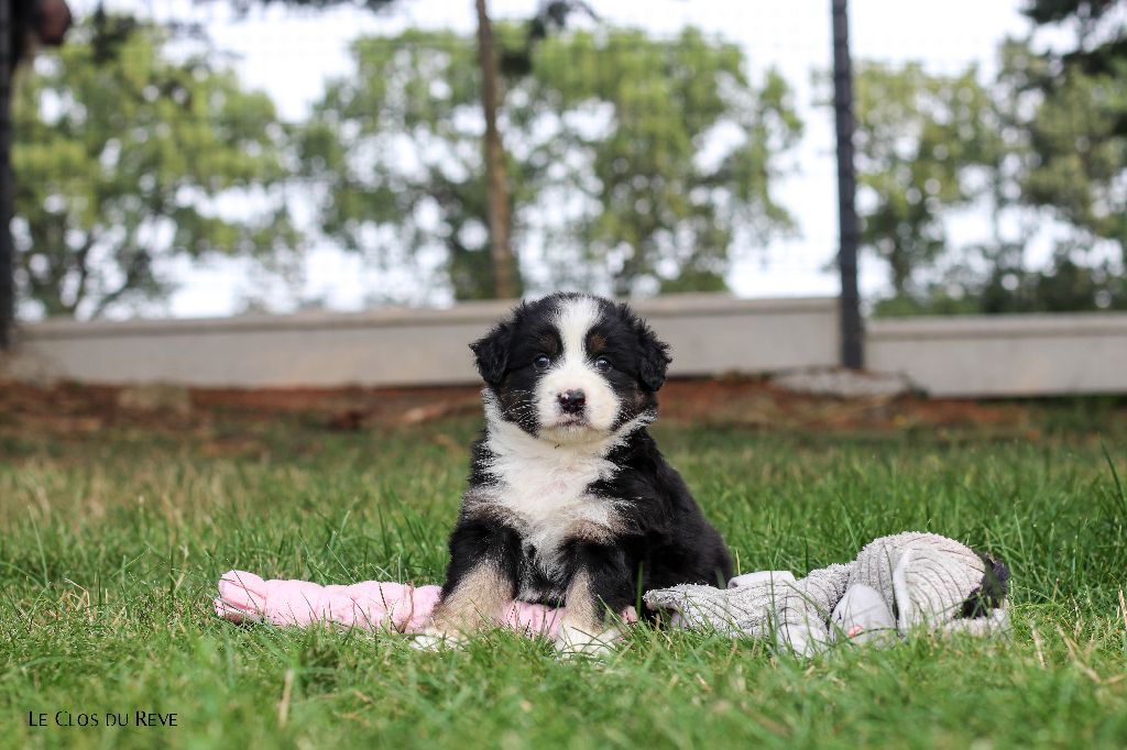 Du Clos Du Rêve D'une Vie - Chiots disponibles - Berger Australien