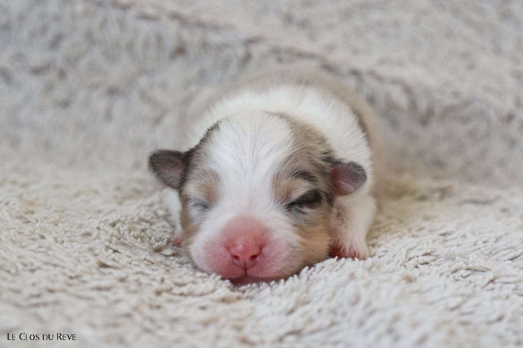 Du Clos Du Rêve D'une Vie - Chiots disponibles - Berger Australien