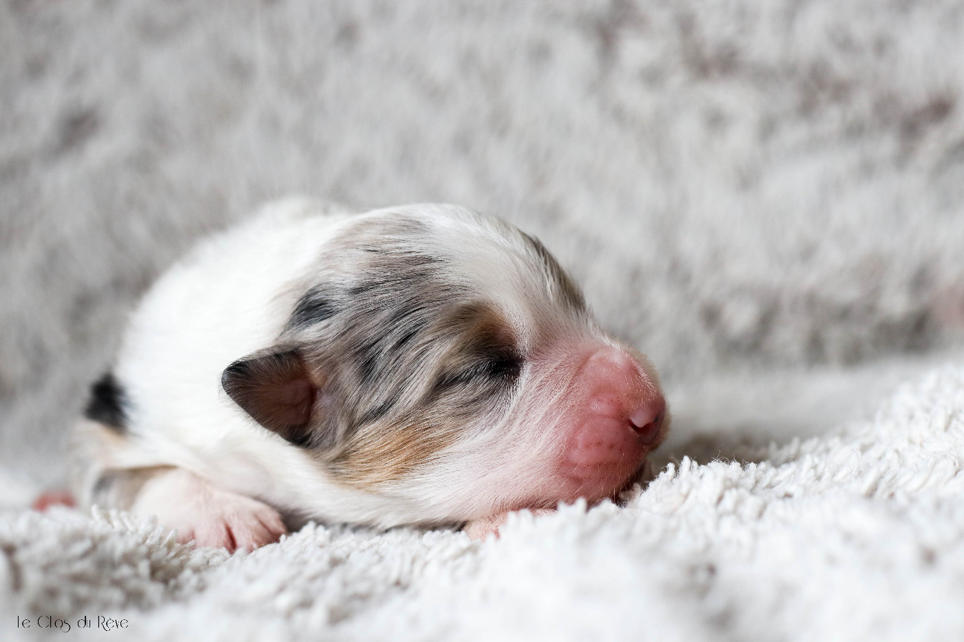 Du Clos Du Rêve D'une Vie - Chiots disponibles - Berger Australien