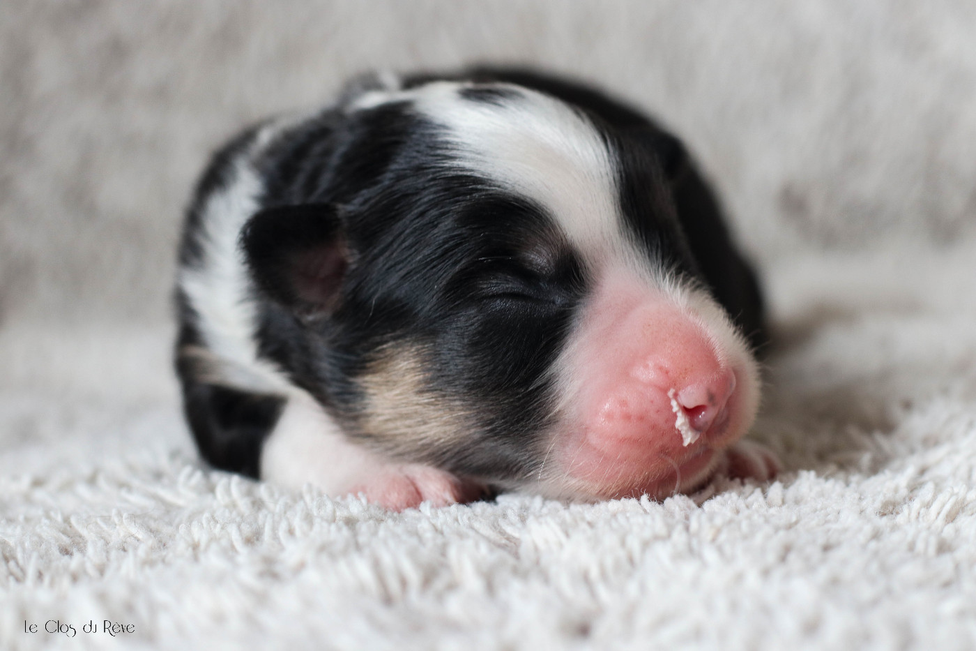 Du Clos Du Rêve D'une Vie - Chiots disponibles - Berger Australien