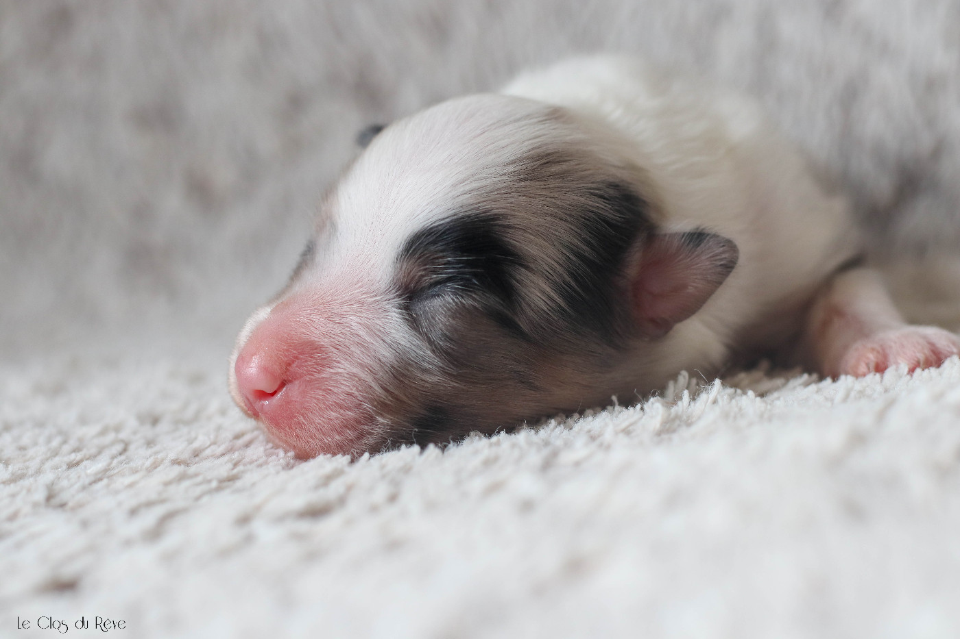 Du Clos Du Rêve D'une Vie - Chiots disponibles - Berger Australien