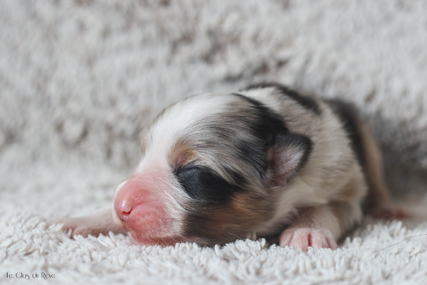 Du Clos Du Rêve D'une Vie - Chiots disponibles - Berger Australien