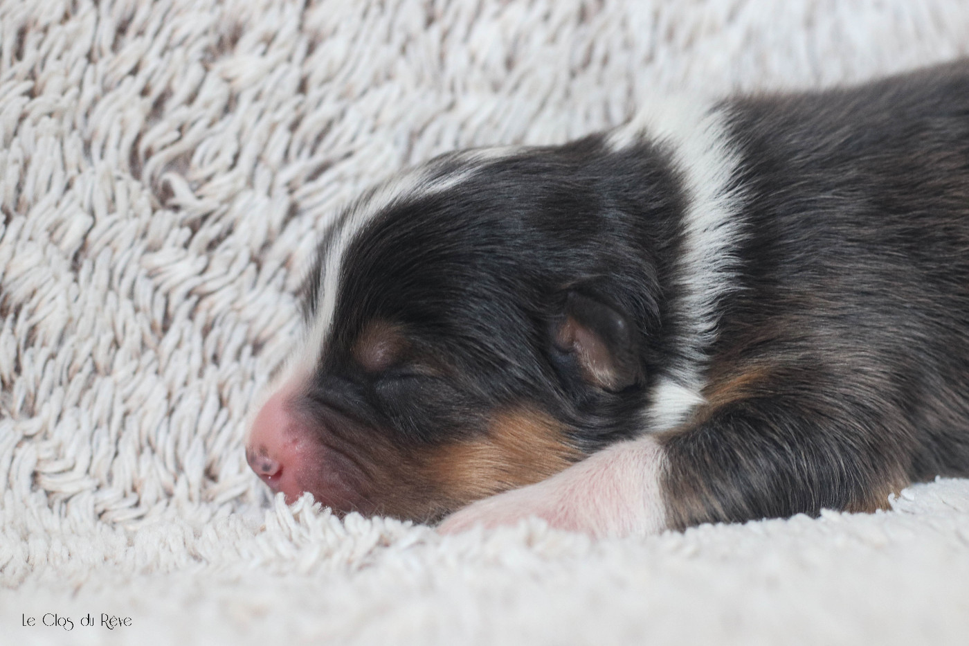 Du Clos Du Rêve D'une Vie - Chiots disponibles - Berger Australien