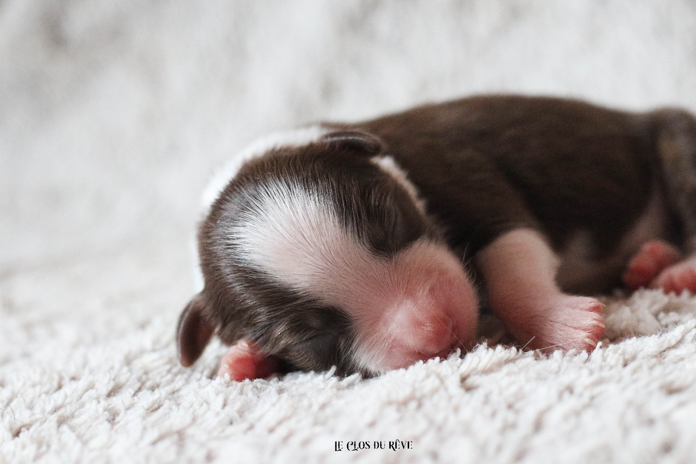 Du Clos Du Rêve D'une Vie - Chiots disponibles - Berger Australien