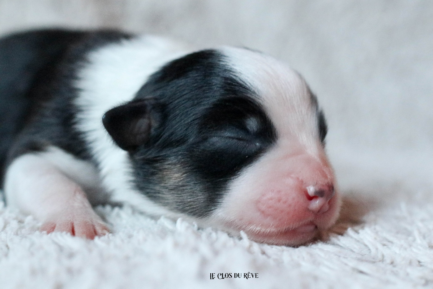 Du Clos Du Rêve D'une Vie - Chiots disponibles - Berger Australien