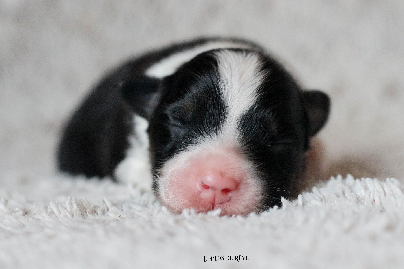 Du Clos Du Rêve D'une Vie - Chiots disponibles - Berger Australien