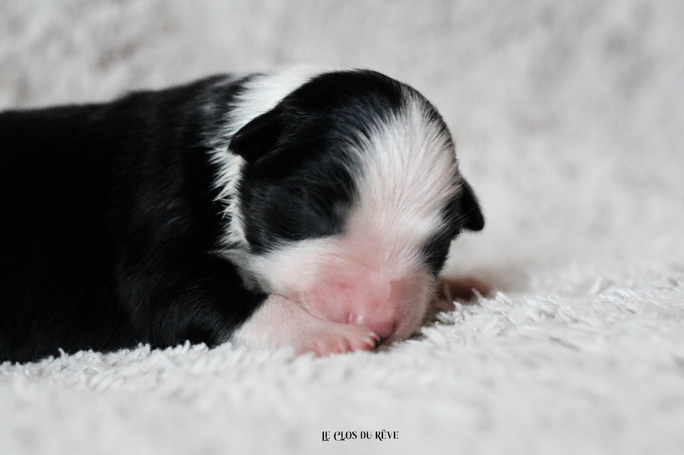 Du Clos Du Rêve D'une Vie - Chiots disponibles - Berger Australien