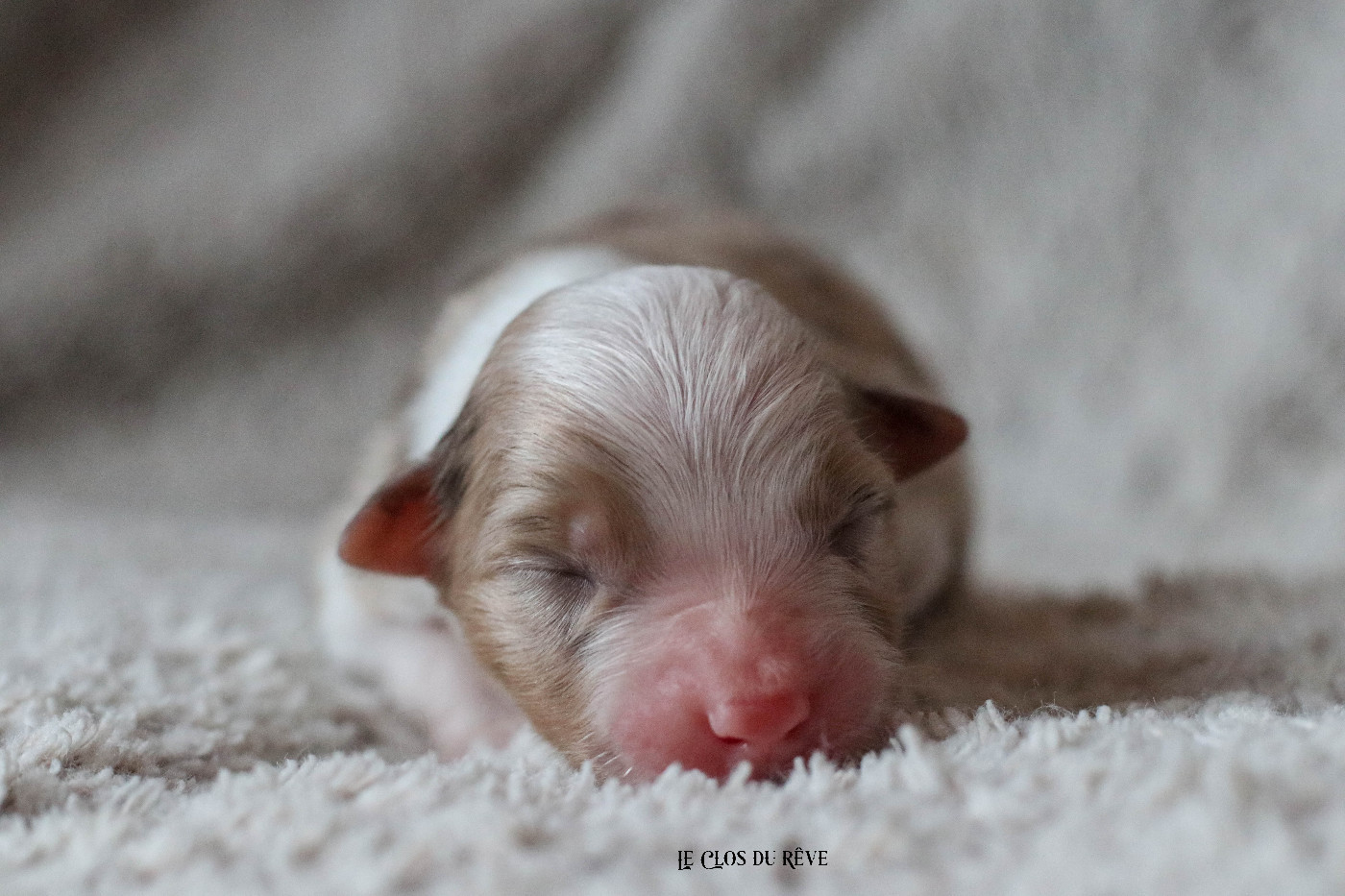 Du Clos Du Rêve D'une Vie - Chiots disponibles - Berger Australien