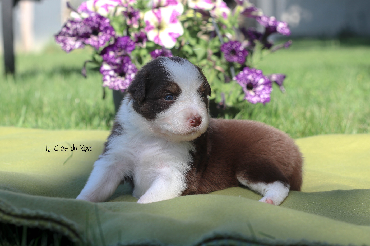 Du Clos Du Rêve D'une Vie - Chiots disponibles - Berger Australien