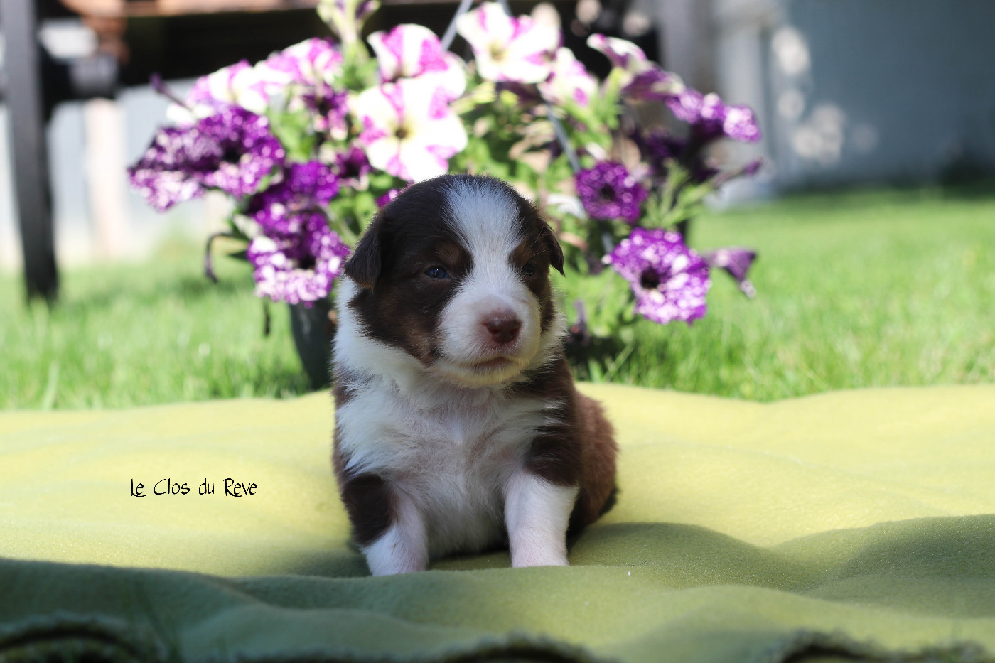 Du Clos Du Rêve D'une Vie - Chiots disponibles - Berger Australien