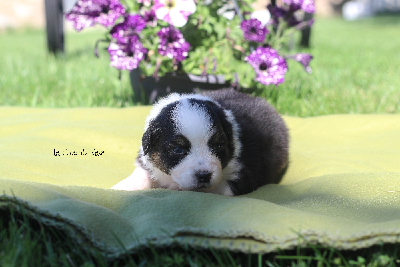 Du Clos Du Rêve D'une Vie - Chiots disponibles - Berger Australien
