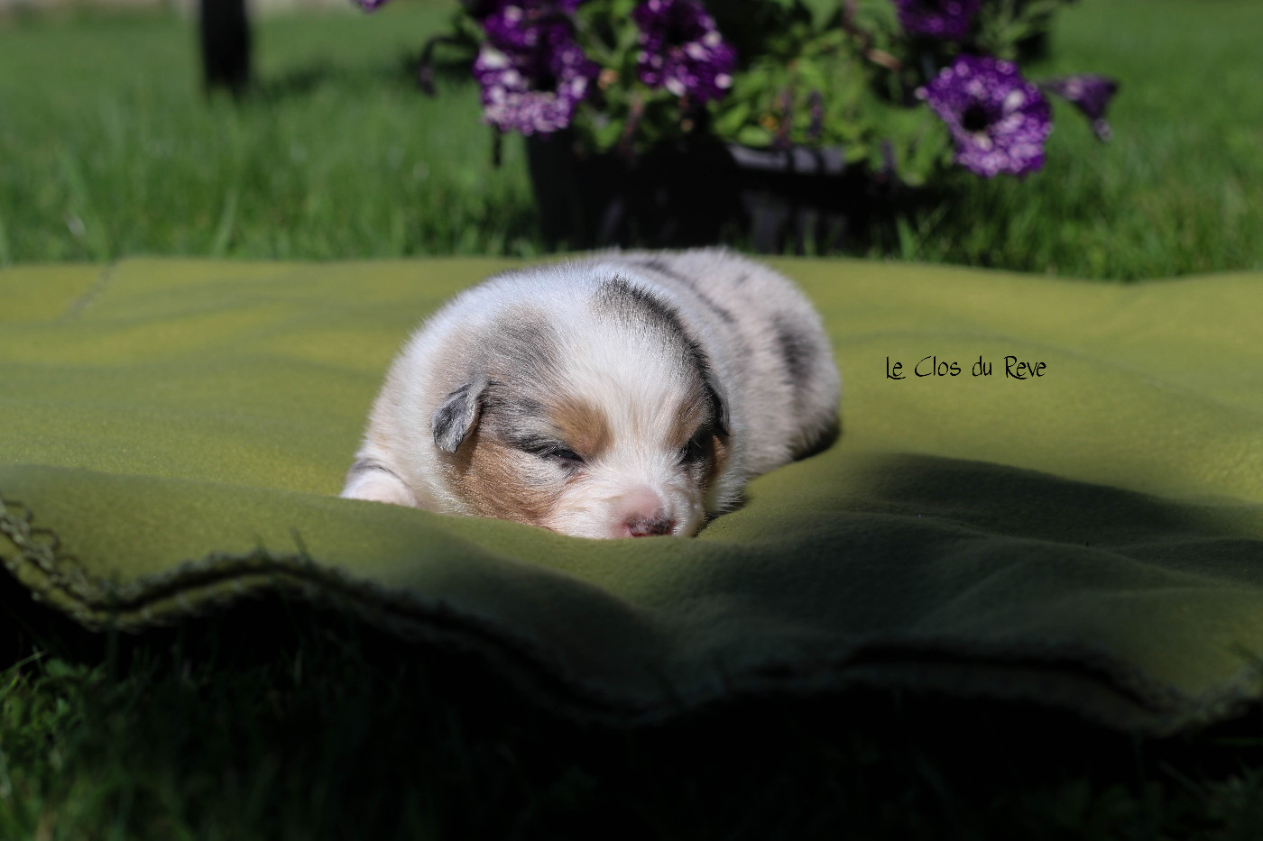 Du Clos Du Rêve D'une Vie - Chiots disponibles - Berger Australien