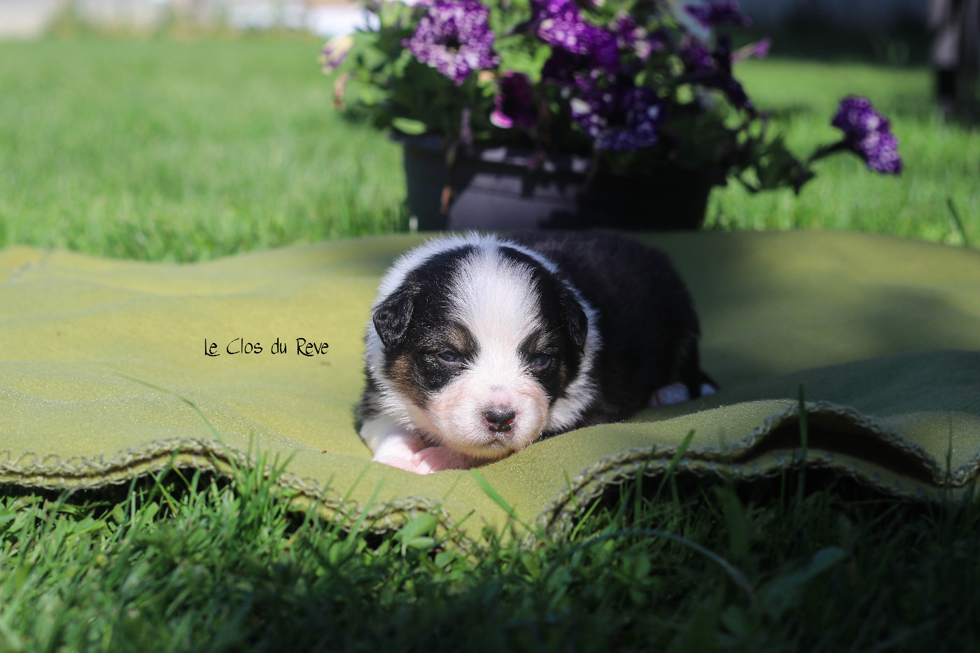 Du Clos Du Rêve D'une Vie - Chiots disponibles - Berger Australien