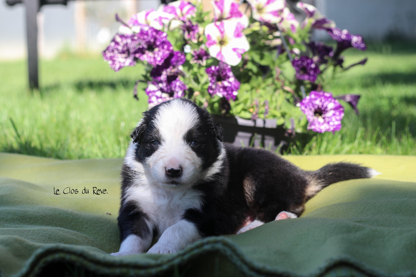 Du Clos Du Rêve D'une Vie - Chiots disponibles - Berger Australien