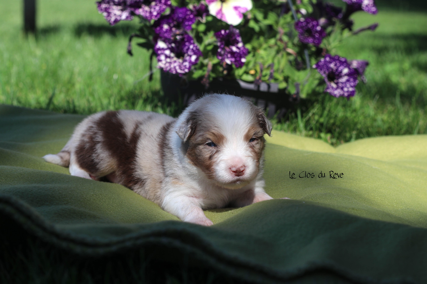 Du Clos Du Rêve D'une Vie - Chiots disponibles - Berger Australien