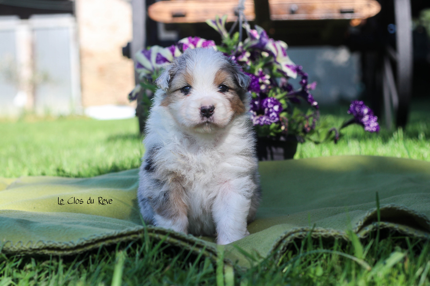 Du Clos Du Rêve D'une Vie - Chiots disponibles - Berger Australien