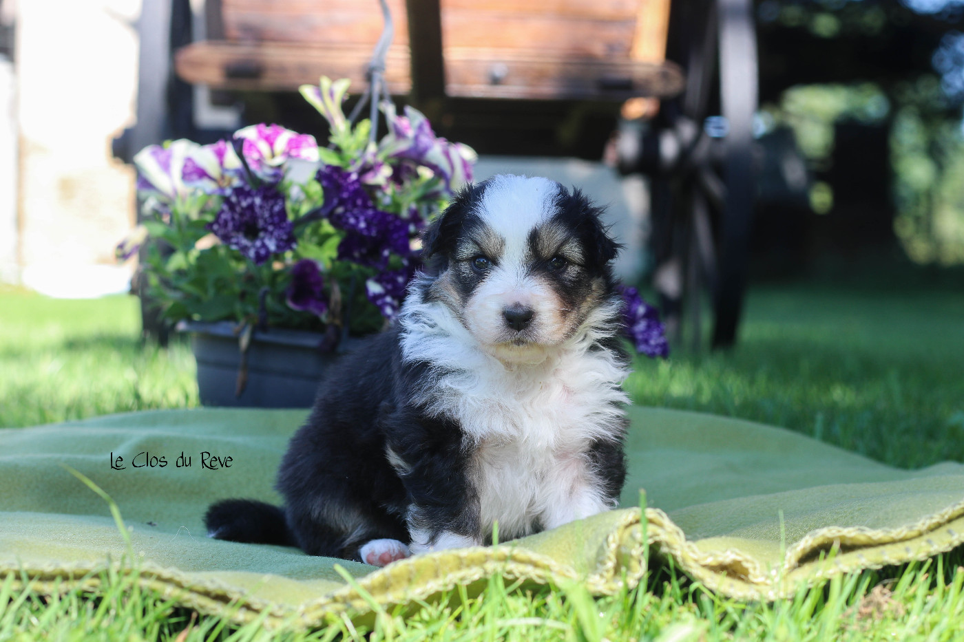Du Clos Du Rêve D'une Vie - Chiots disponibles - Berger Australien