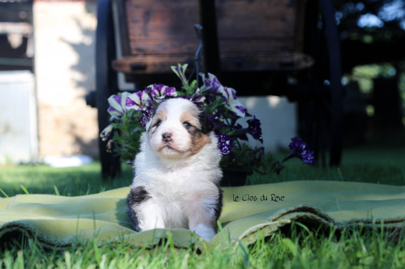 Du Clos Du Rêve D'une Vie - Chiots disponibles - Berger Australien