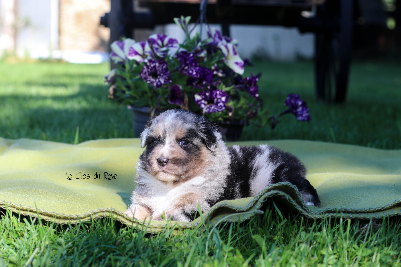 Du Clos Du Rêve D'une Vie - Chiots disponibles - Berger Australien