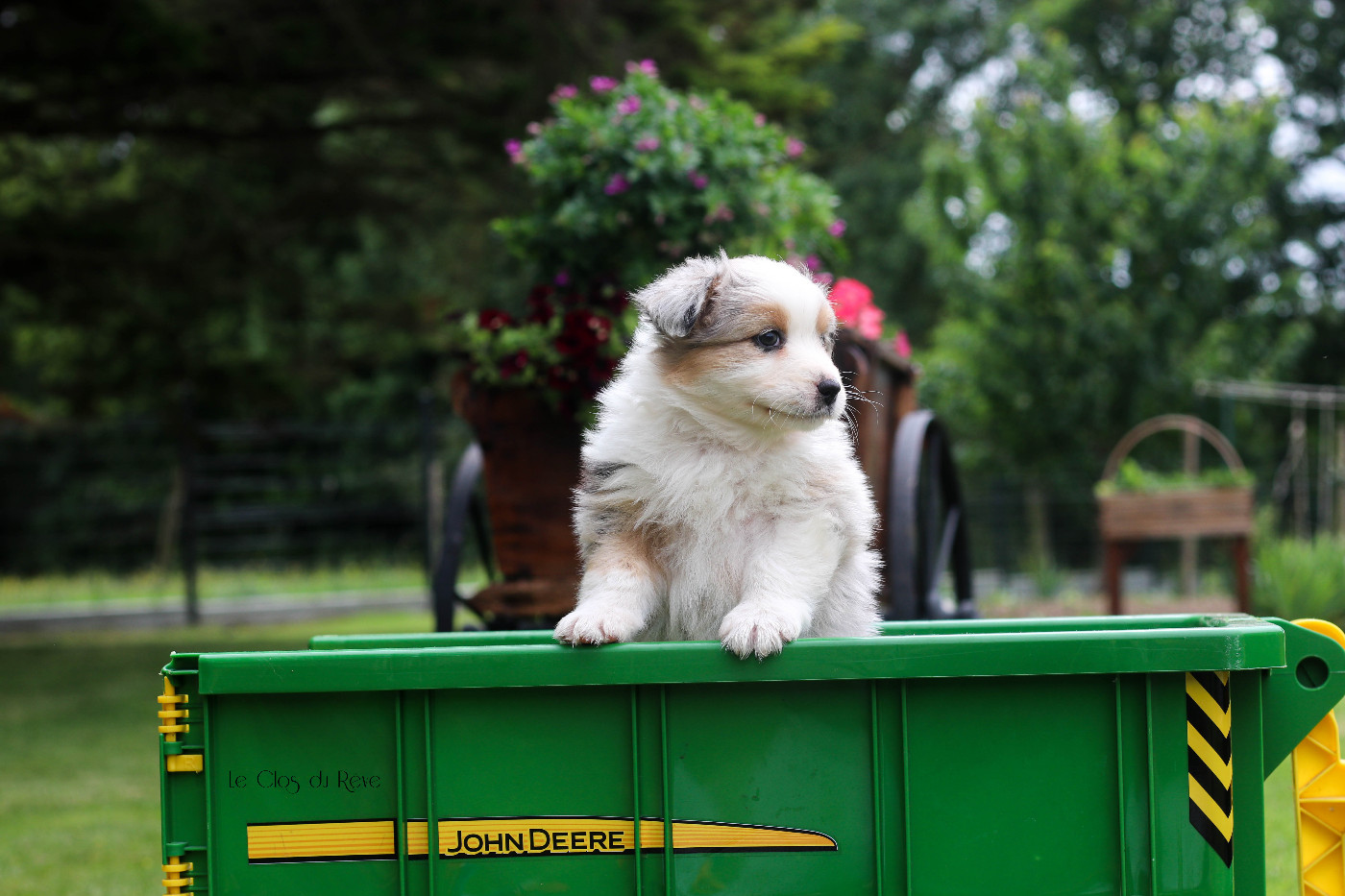 Du Clos Du Rêve D'une Vie - Chiots disponibles - Berger Australien