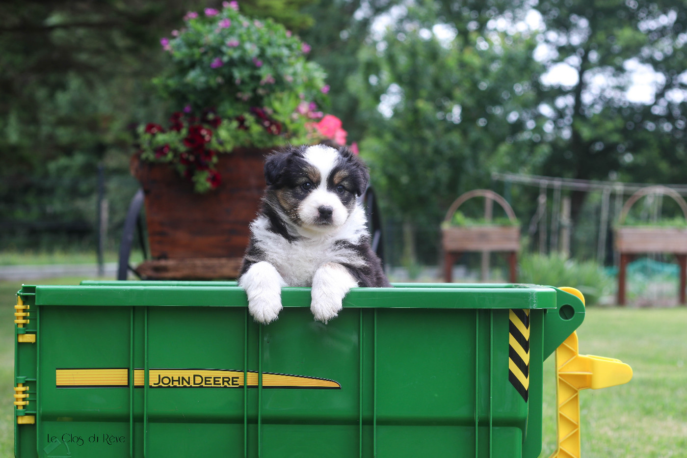 Du Clos Du Rêve D'une Vie - Chiots disponibles - Berger Australien