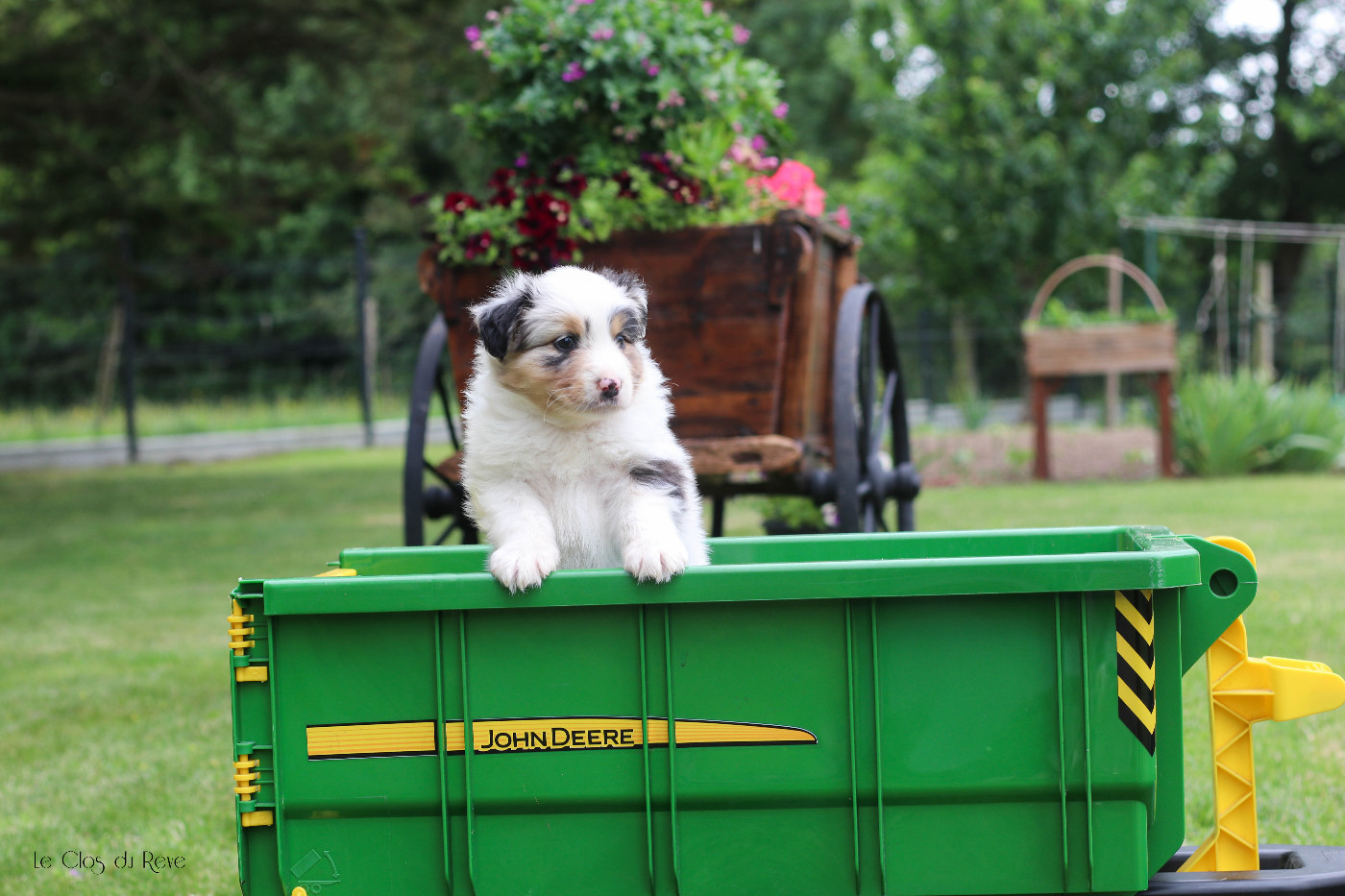 Du Clos Du Rêve D'une Vie - Chiots disponibles - Berger Australien