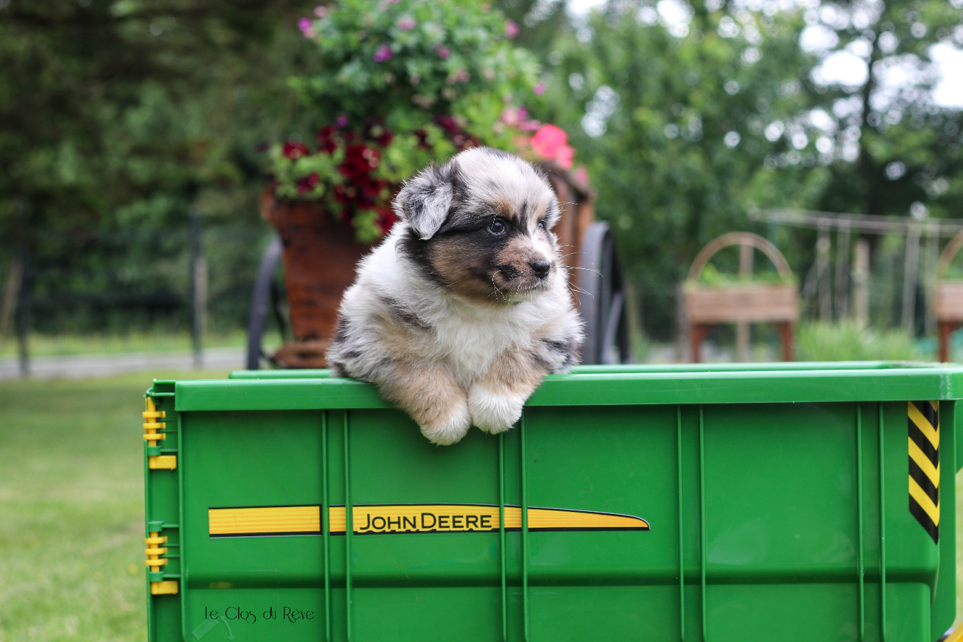 Du Clos Du Rêve D'une Vie - Chiots disponibles - Berger Australien